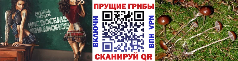 Псилоцибиновые грибы GOLDEN TEACHER  kraken tor  Севастополь 